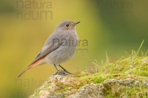 Photos of Black Redstart (Phoenicurus ochruros)