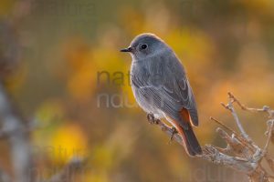 Photos of Black Redstart (Phoenicurus ochruros)