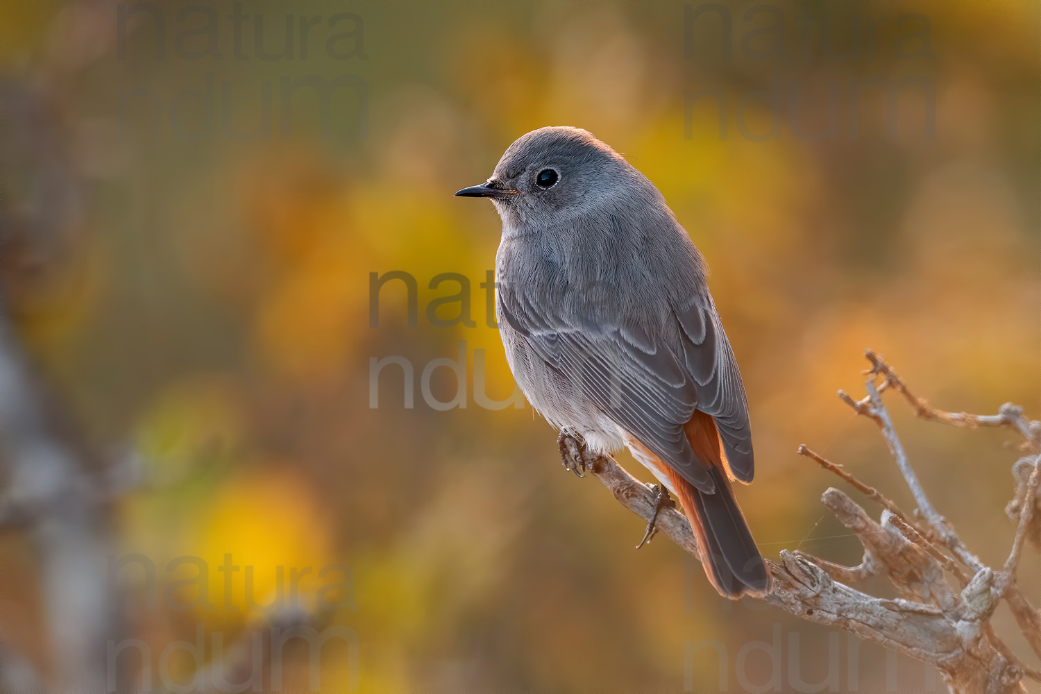 Foto di Codirosso spazzacamino (Phoenicurus ochruros)