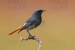 Foto di Codirosso spazzacamino (Phoenicurus ochruros)