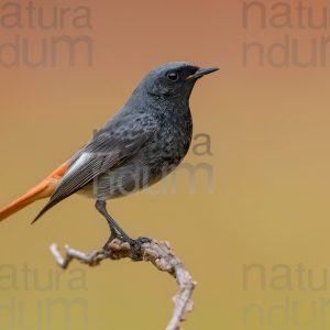 Photos of Black Redstart (Phoenicurus ochruros)