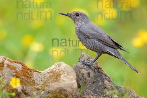 Photos of Blue Rock Thrush (Monticola solitarius)