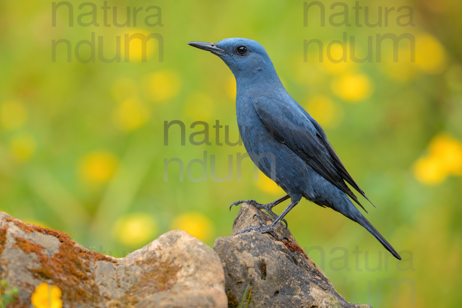 Photos of Blue Rock Thrush (Monticola solitarius)