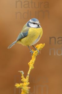 Photos of Blue Tit (Cyanistes caeruleus)