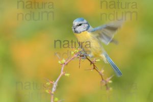 Foto di Cinciarella (Cyanistes caeruleus)