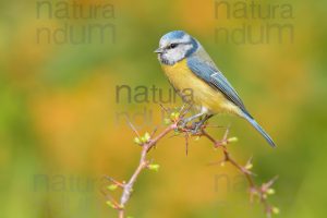 Foto di Cinciarella (Cyanistes caeruleus)