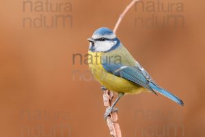 Foto di Cinciarella (Cyanistes caeruleus)