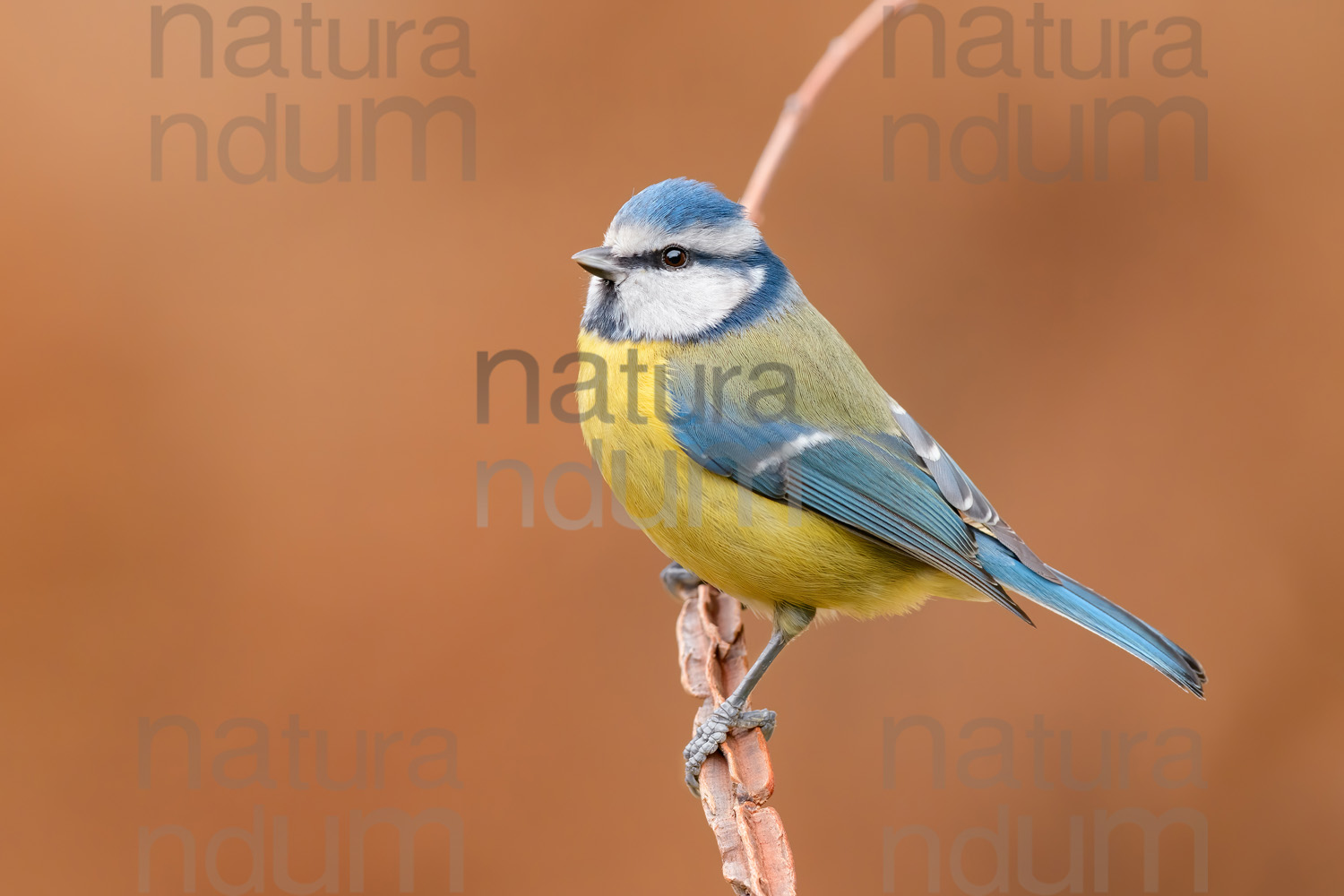 Foto di Cinciarella (Cyanistes caeruleus)