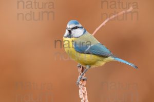 Photos of Blue Tit (Cyanistes caeruleus)