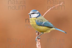 Photos of Blue Tit (Cyanistes caeruleus)