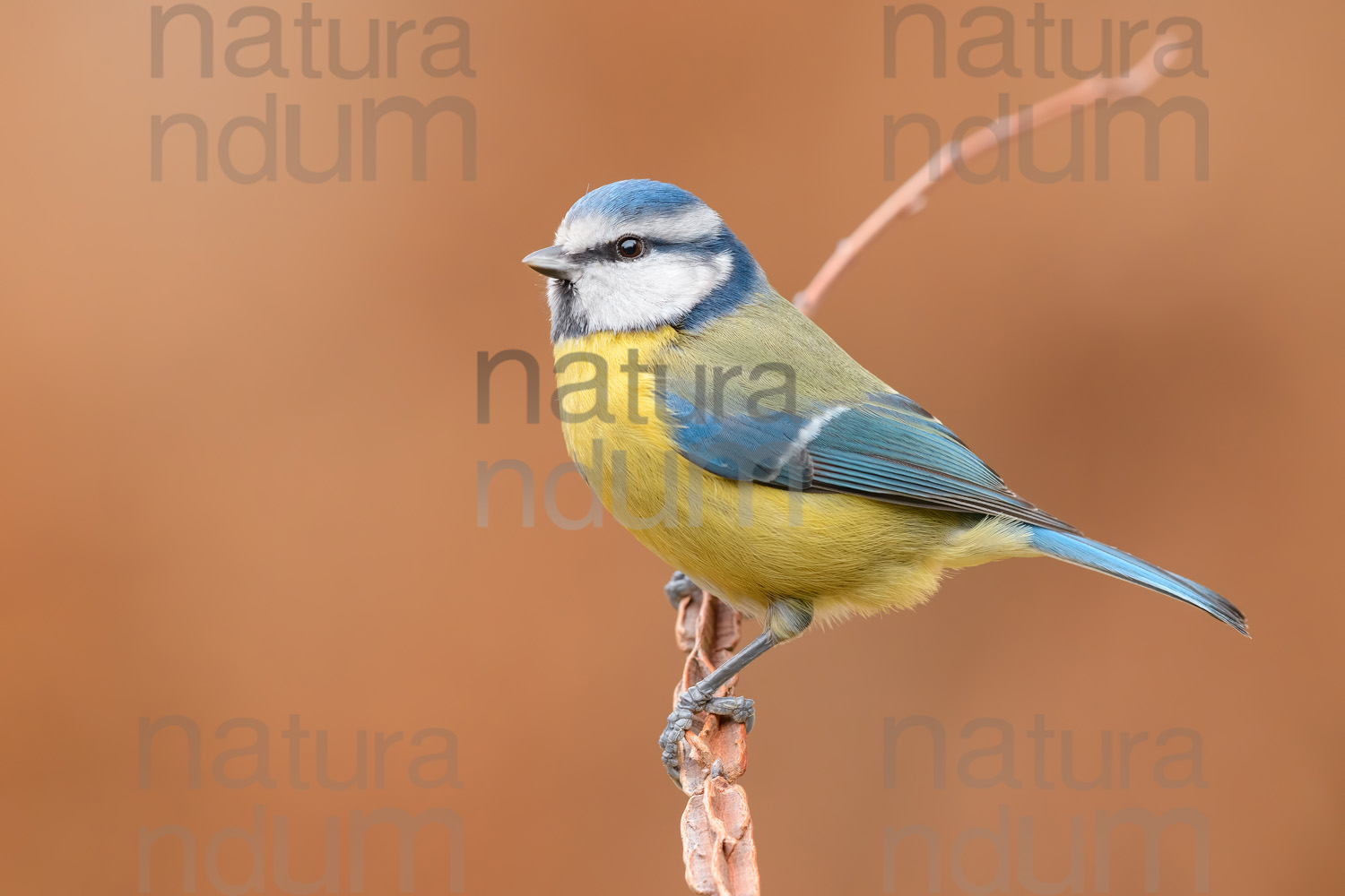 Foto di Cinciarella (Cyanistes caeruleus)