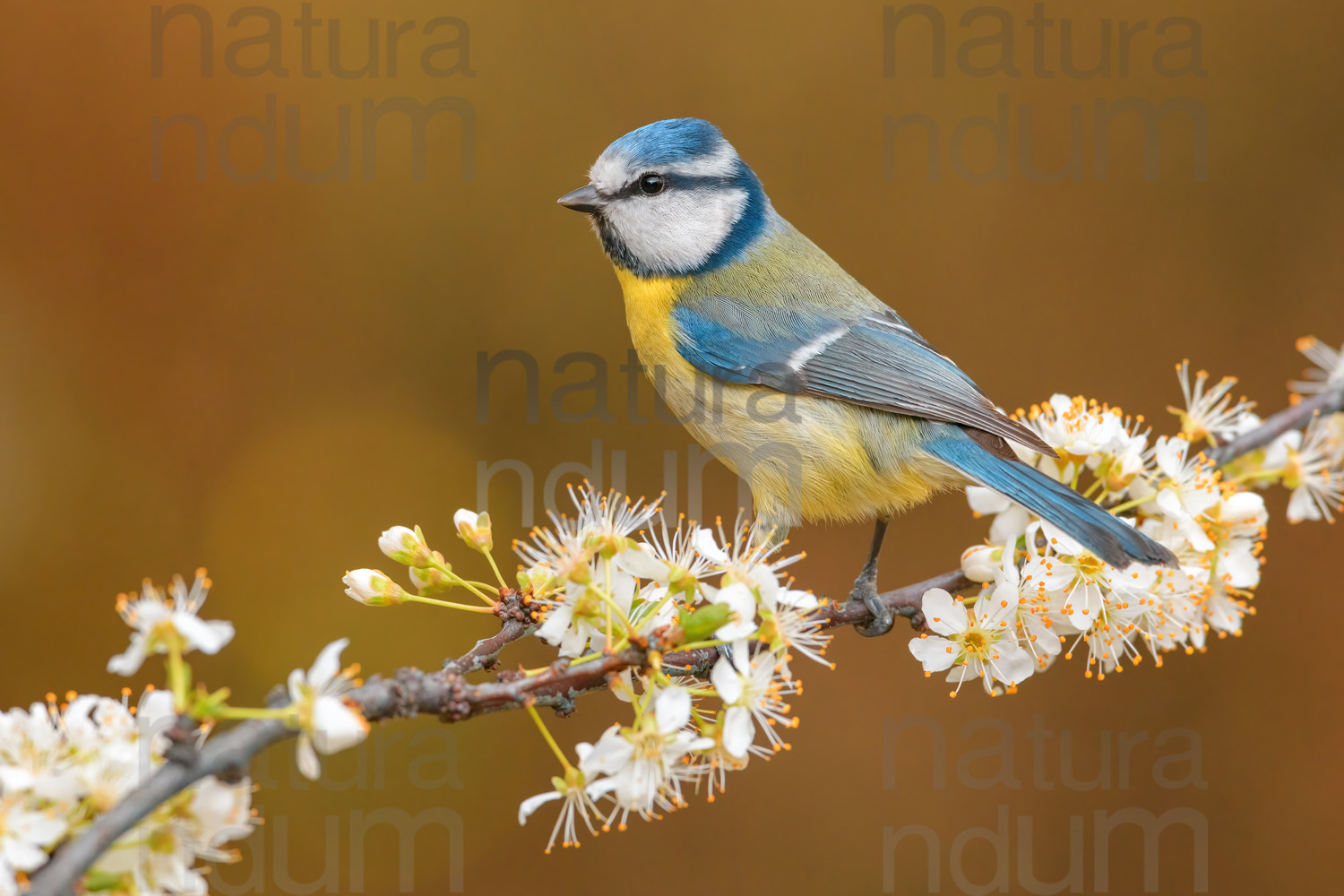 Foto di Cinciarella (Cyanistes caeruleus)