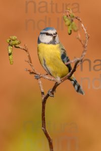 Photos of Blue Tit (Cyanistes caeruleus)