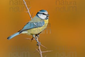 Photos of Blue Tit (Cyanistes caeruleus)