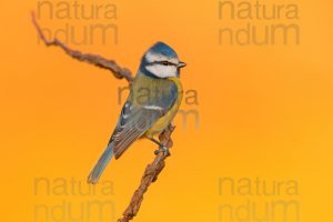 Photos of Blue Tit (Cyanistes caeruleus)