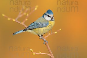 Photos of Blue Tit (Cyanistes caeruleus)