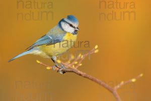 Photos of Blue Tit (Cyanistes caeruleus)