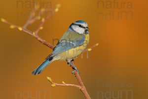 Photos of Blue Tit (Cyanistes caeruleus)