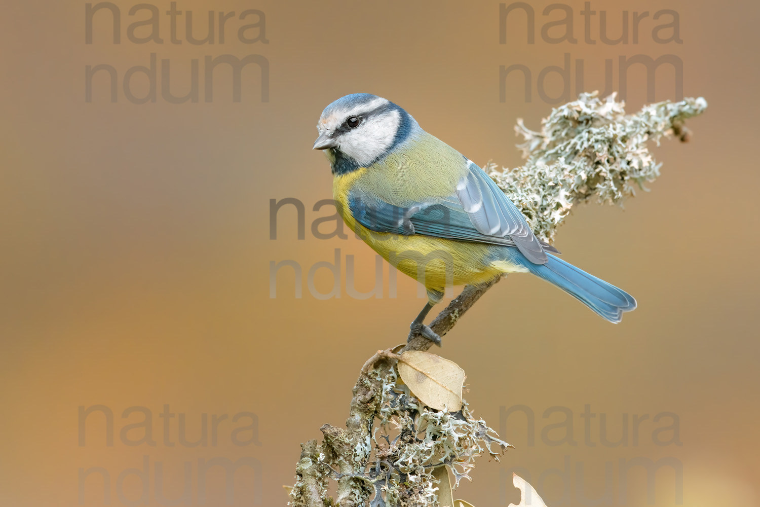 Foto di Cinciarella (Cyanistes caeruleus)