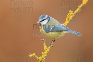 Photos of Blue Tit (Cyanistes caeruleus)