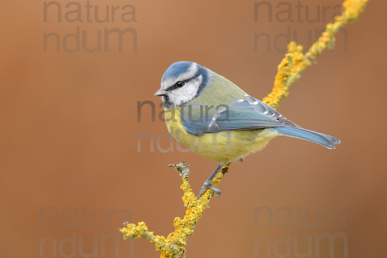 Foto di Cinciarella (Cyanistes caeruleus)