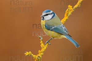 Photos of Blue Tit (Cyanistes caeruleus)