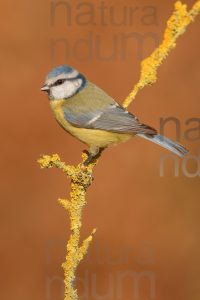 Photos of Blue Tit (Cyanistes caeruleus)