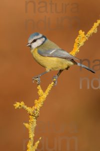 Foto di Cinciarella (Cyanistes caeruleus)