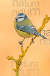 Photos of Blue Tit (Cyanistes caeruleus)