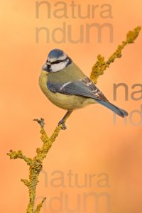 Foto di Cinciarella (Cyanistes caeruleus)