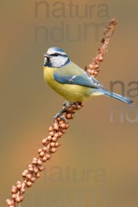 Foto di Cinciarella (Cyanistes caeruleus)