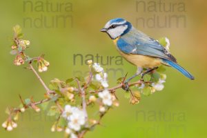 Photos of Blue Tit (Cyanistes caeruleus)