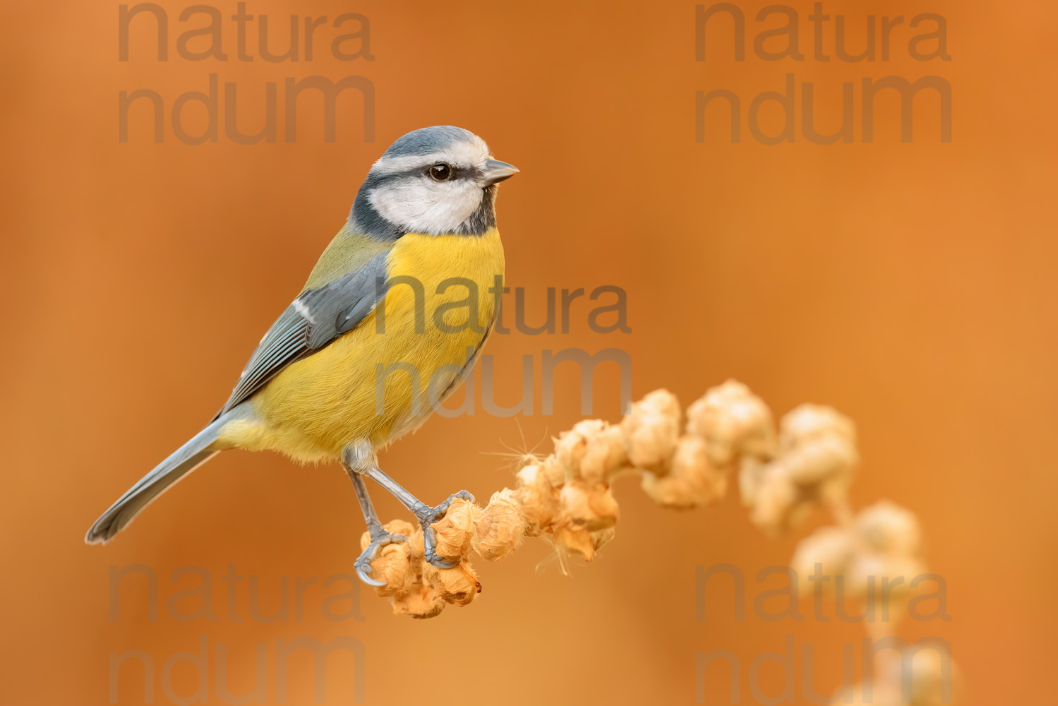 Foto di Cinciarella (Cyanistes caeruleus)