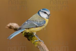 Foto di Cinciarella (Cyanistes caeruleus)