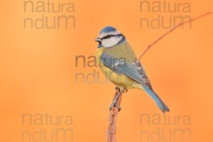 Photos of Blue Tit (Cyanistes caeruleus)