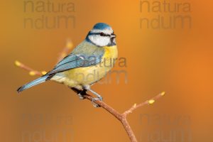 Photos of Blue Tit (Cyanistes caeruleus)