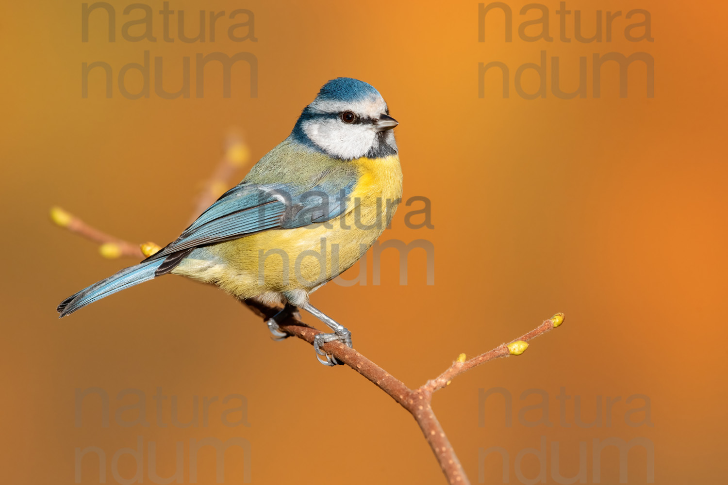 Foto di Cinciarella (Cyanistes caeruleus)