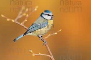 Photos of Blue Tit (Cyanistes caeruleus)