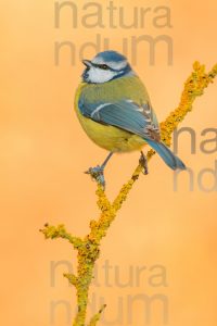 Foto di Cinciarella (Cyanistes caeruleus)