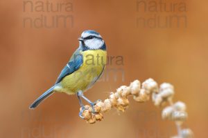 Foto di Cinciarella (Cyanistes caeruleus)