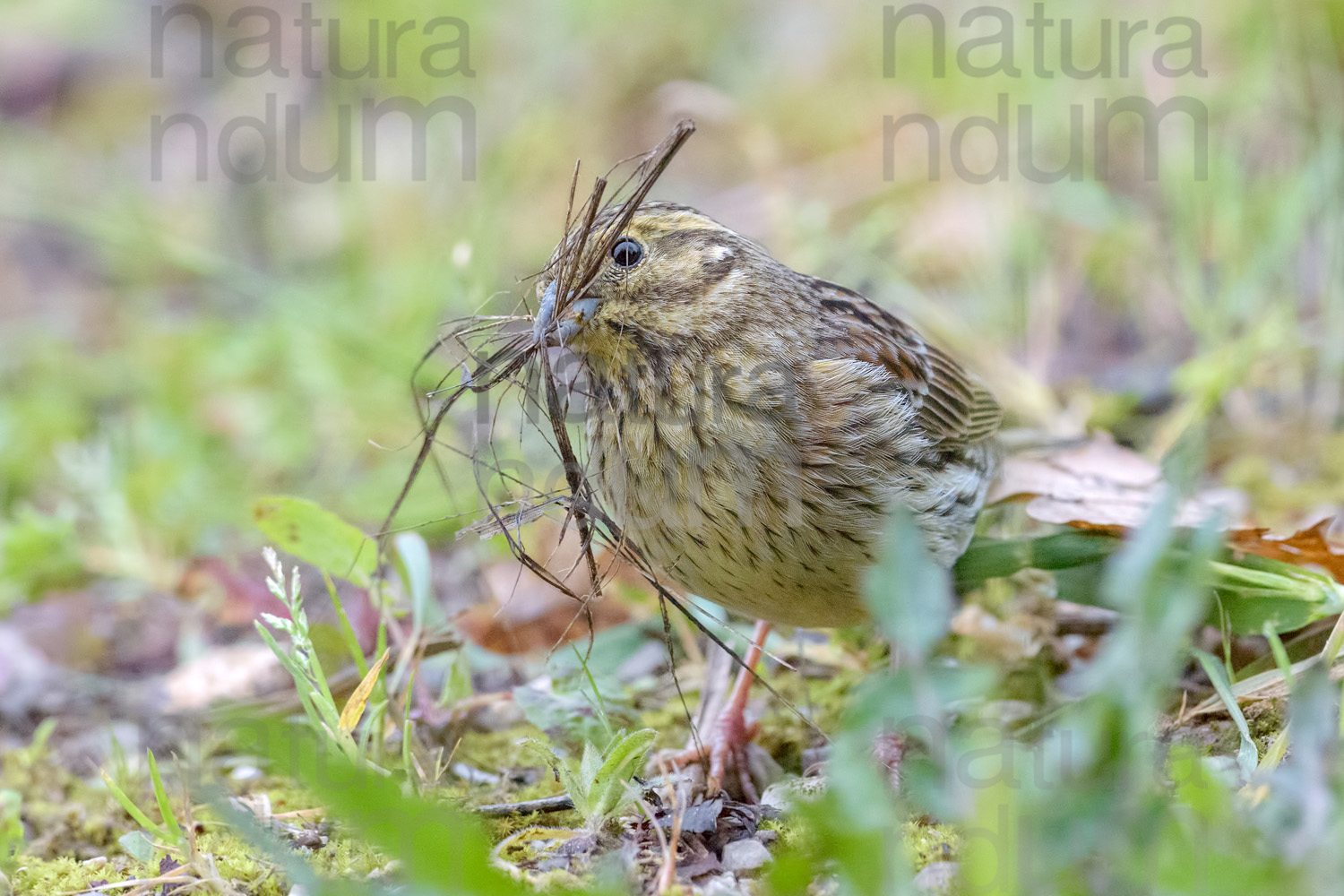 Foto di Zigolo nero (Emberiza cirlus)