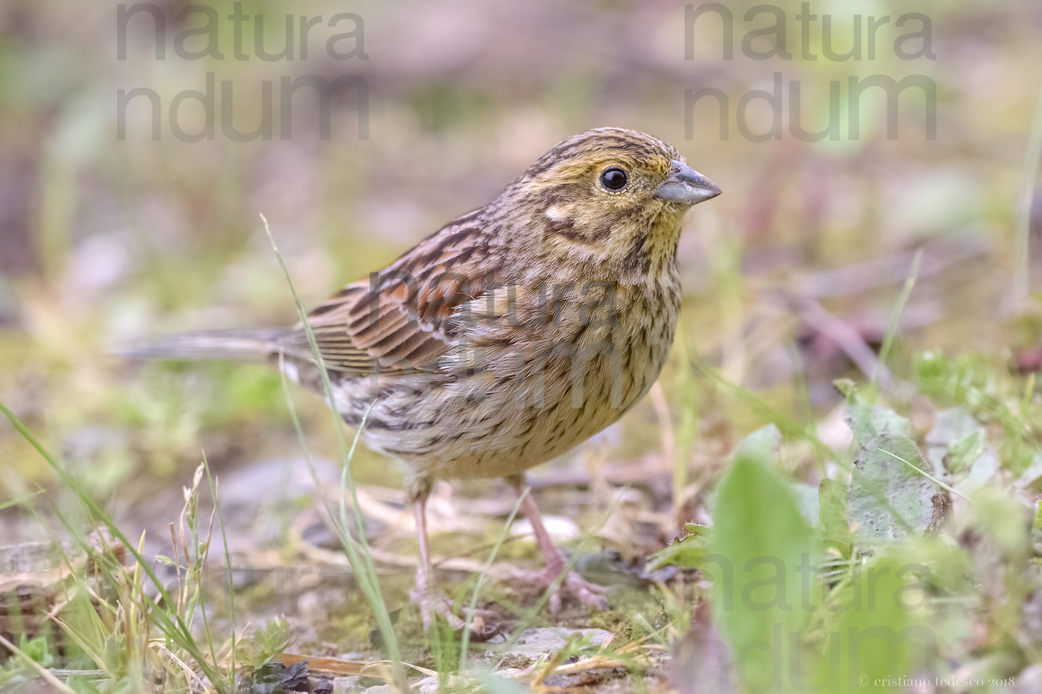 Foto di Zigolo nero (Emberiza cirlus)