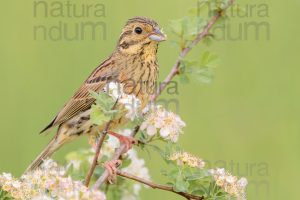 Foto di Zigolo nero (Emberiza cirlus)