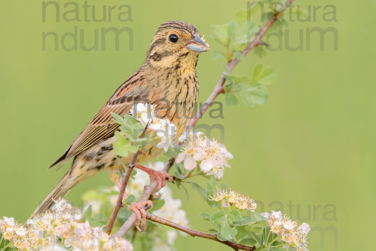 Foto di Zigolo nero (Emberiza cirlus)