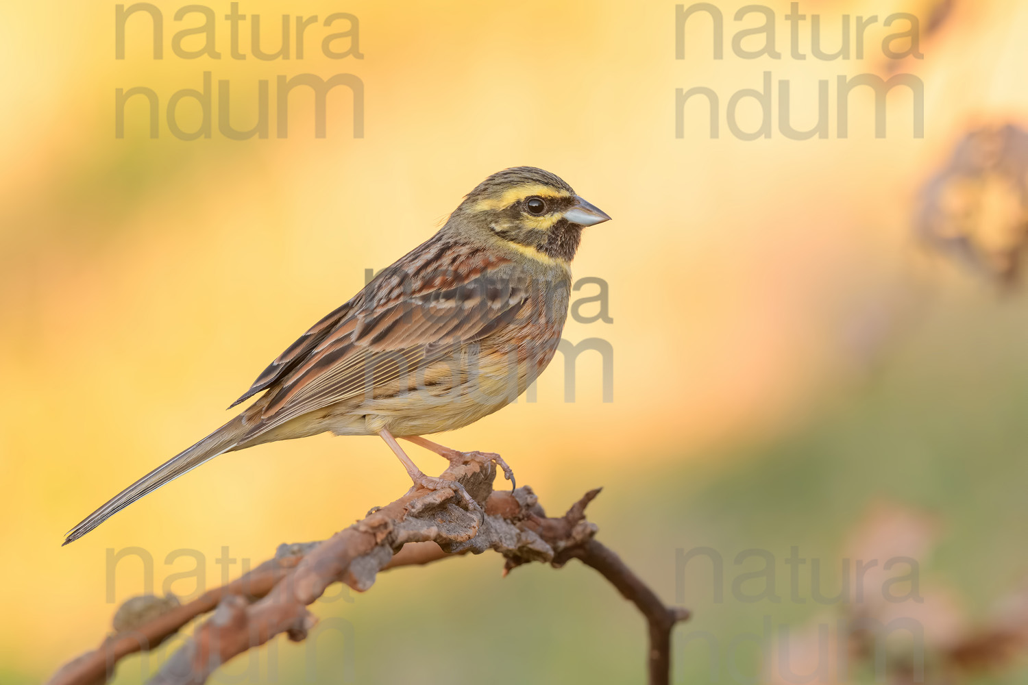 Foto di Zigolo nero (Emberiza cirlus)