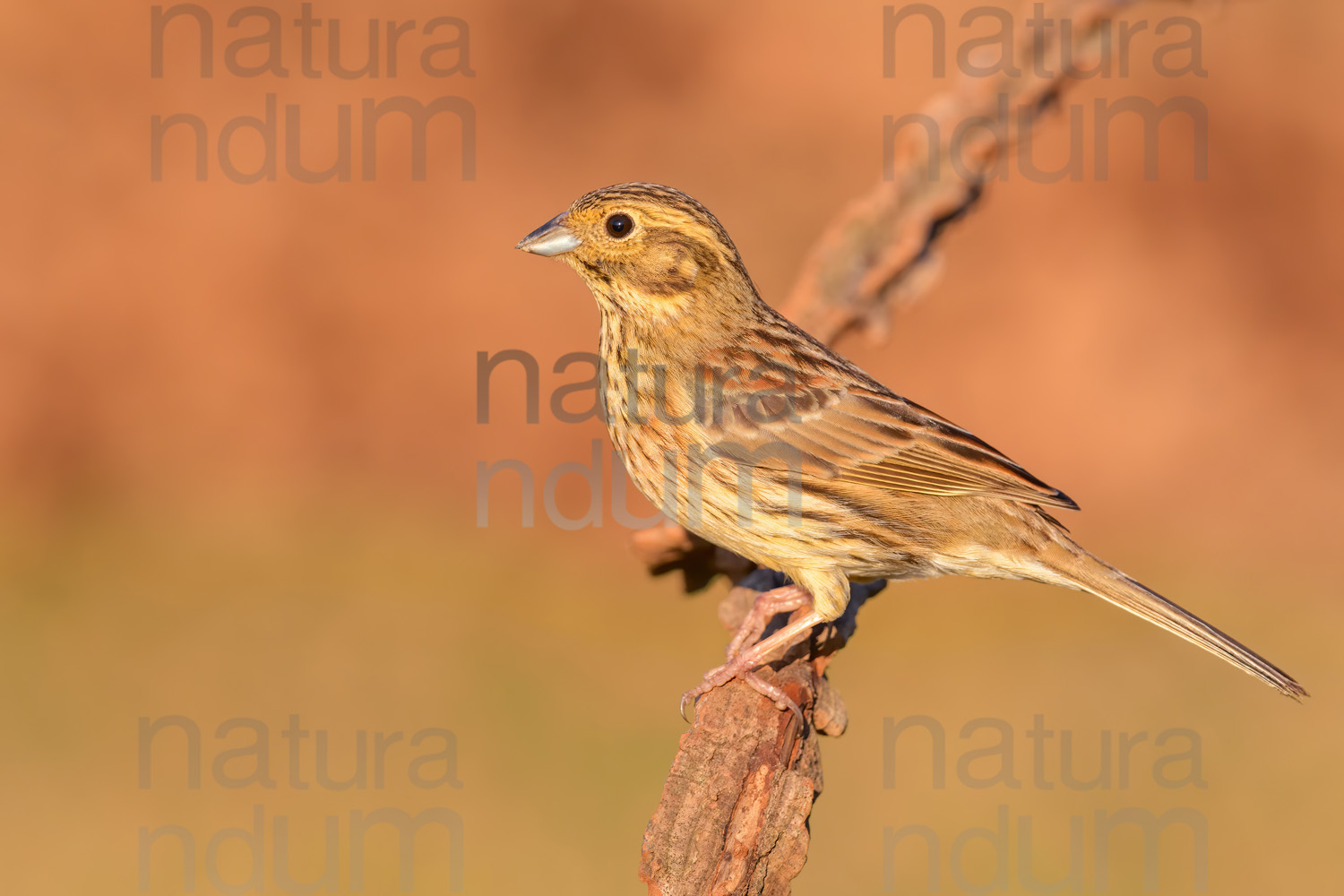 Foto di Zigolo nero (Emberiza cirlus)