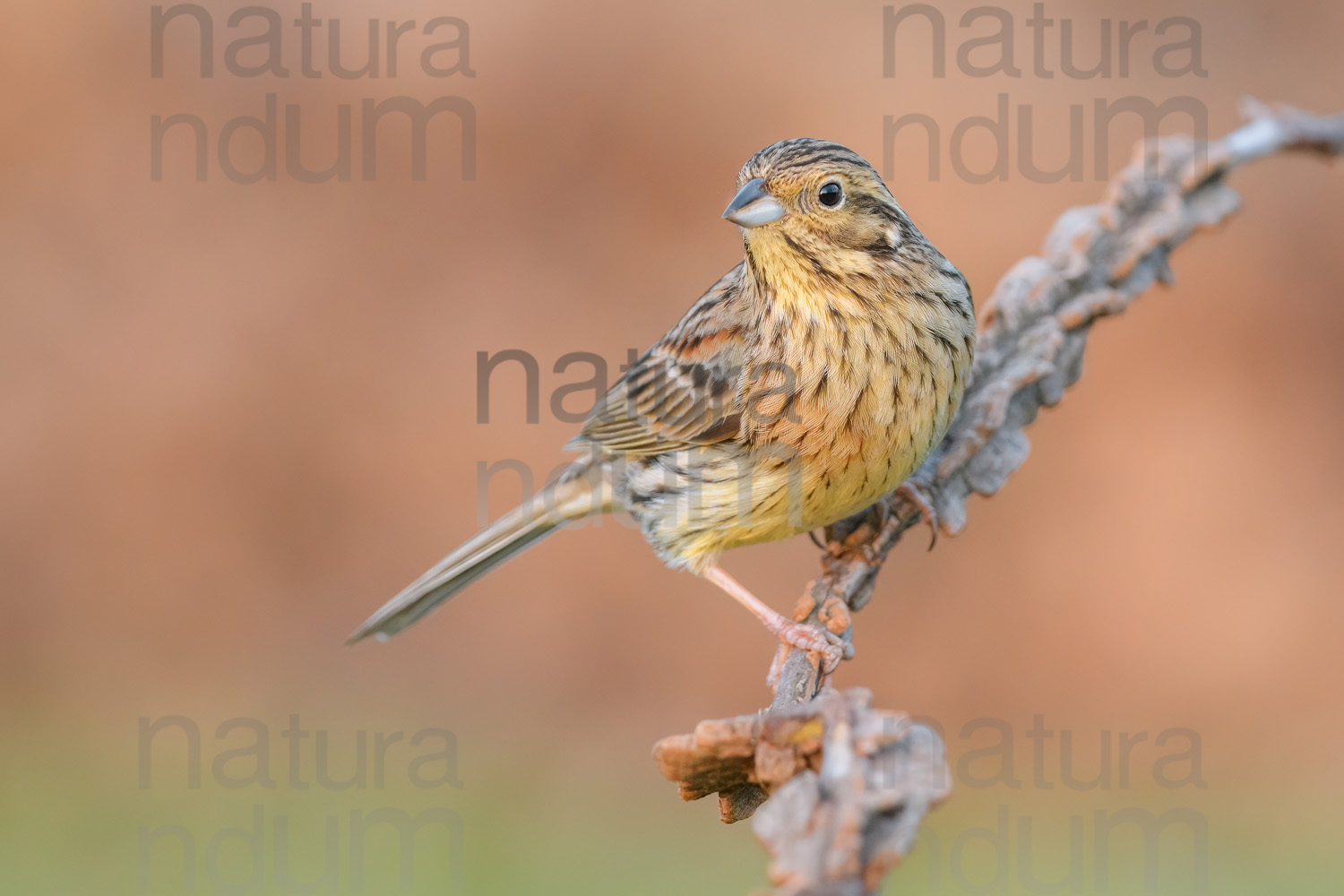 Foto di Zigolo nero (Emberiza cirlus)