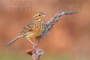 Foto di Zigolo nero (Emberiza cirlus)