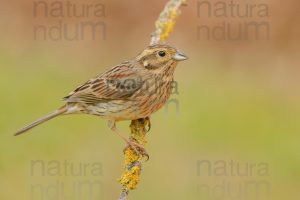 Foto di Zigolo nero (Emberiza cirlus)