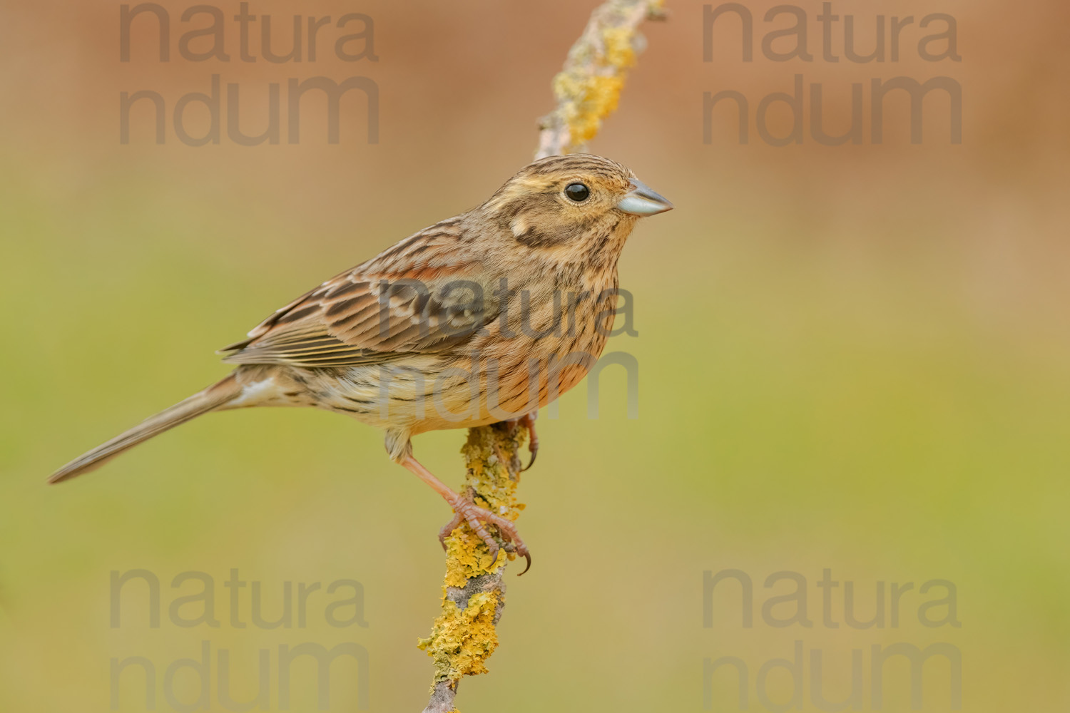 Photos of Cirl Bunting (Emberiza cirlus)